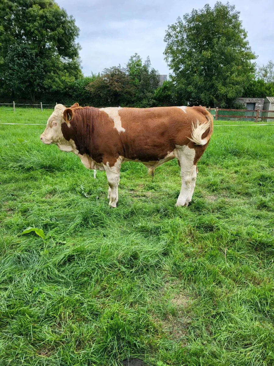 PB Simmental Bull - Image 2