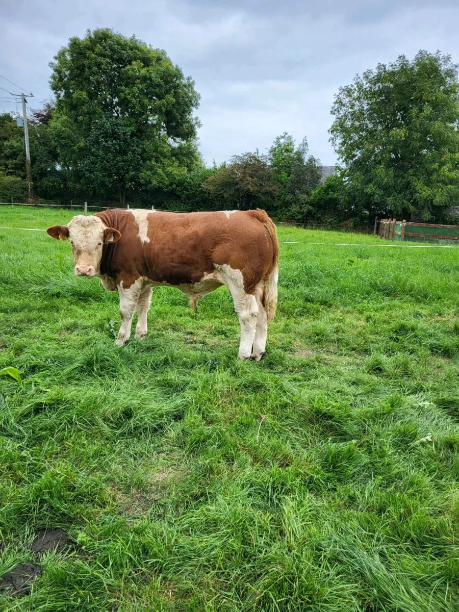 PB Simmental Bull - Image 3