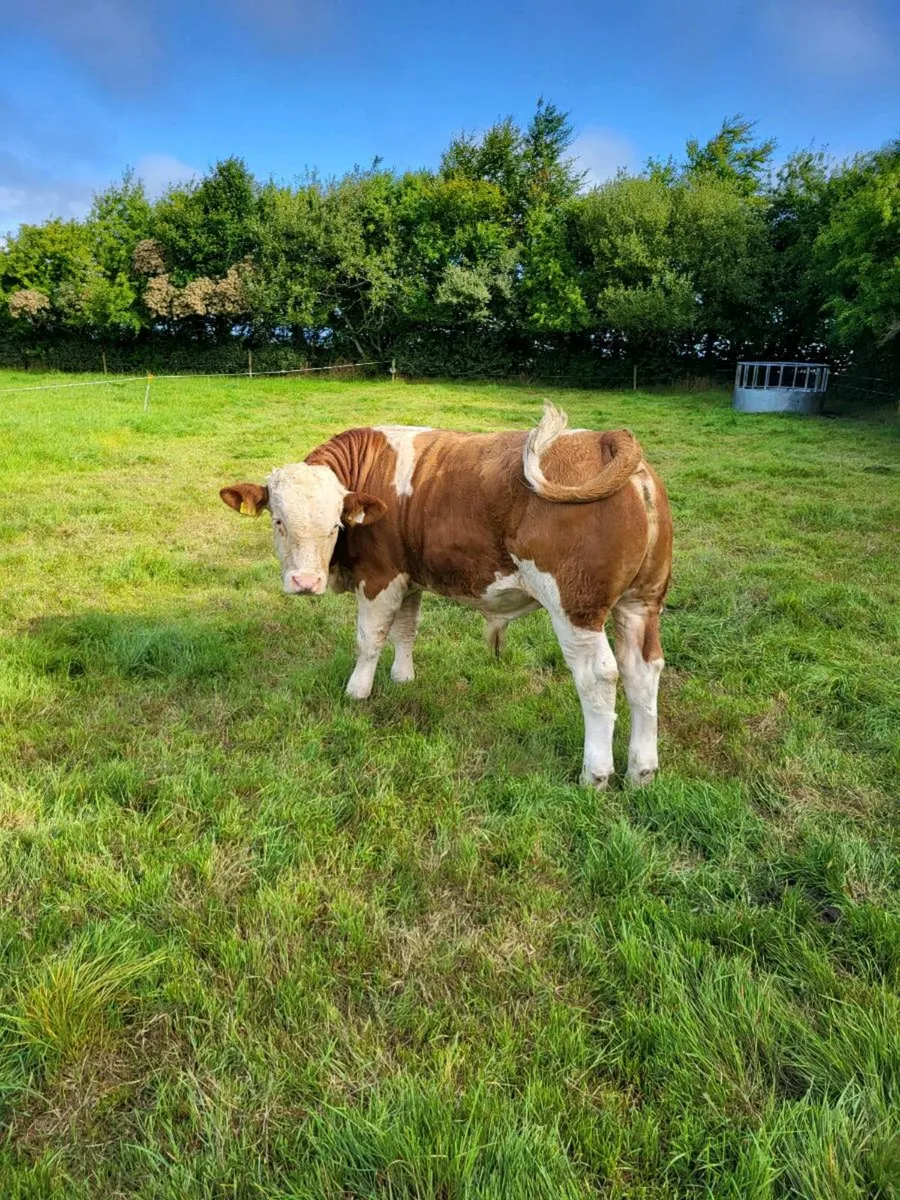 PB Simmental Bull - Image 4