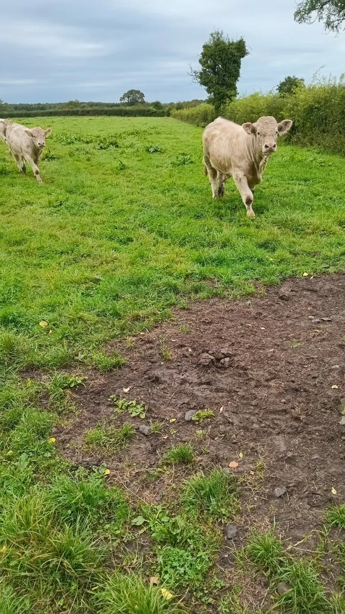 3 purebred charolais bulls - Image 1