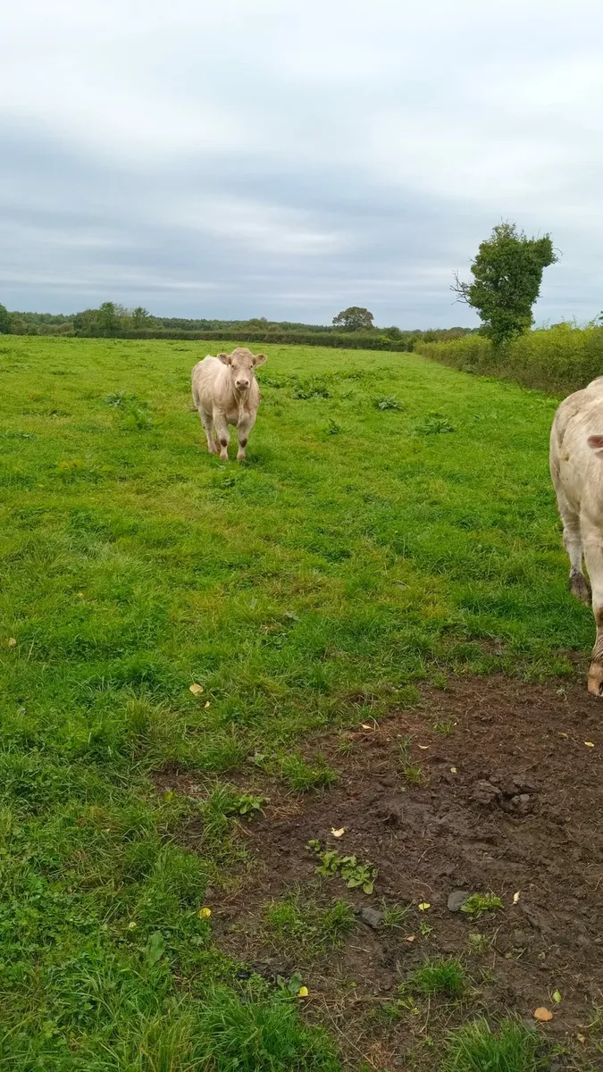 3 purebred charolais bulls - Image 2