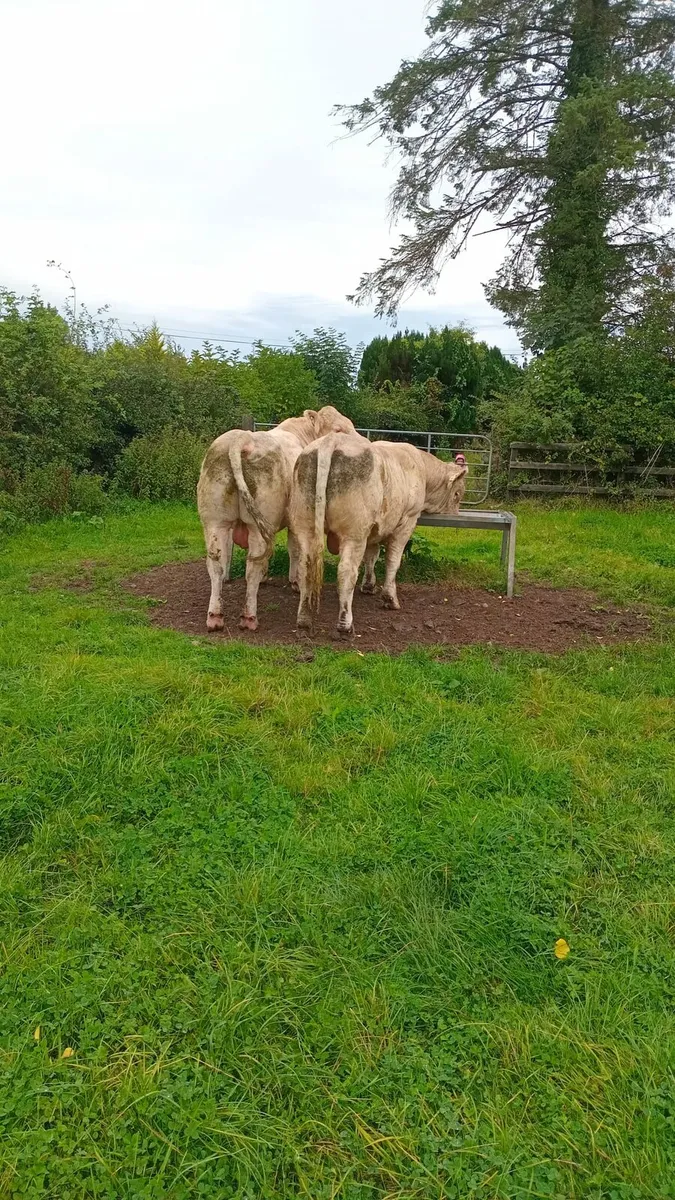 3 purebred charolais bulls - Image 3