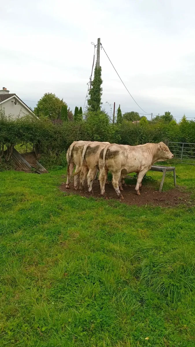 3 purebred charolais bulls - Image 4