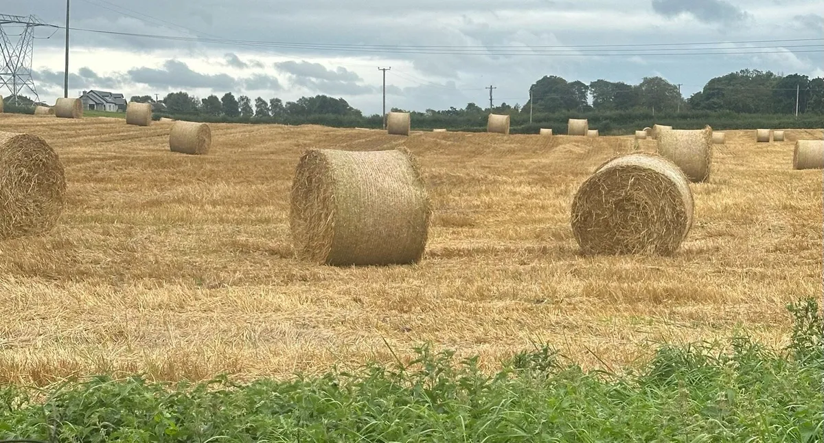 Barley Straw round bales - Image 4