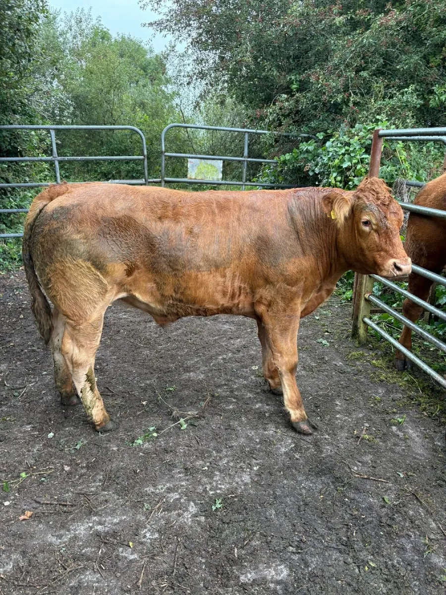 Bullocks - Image 1