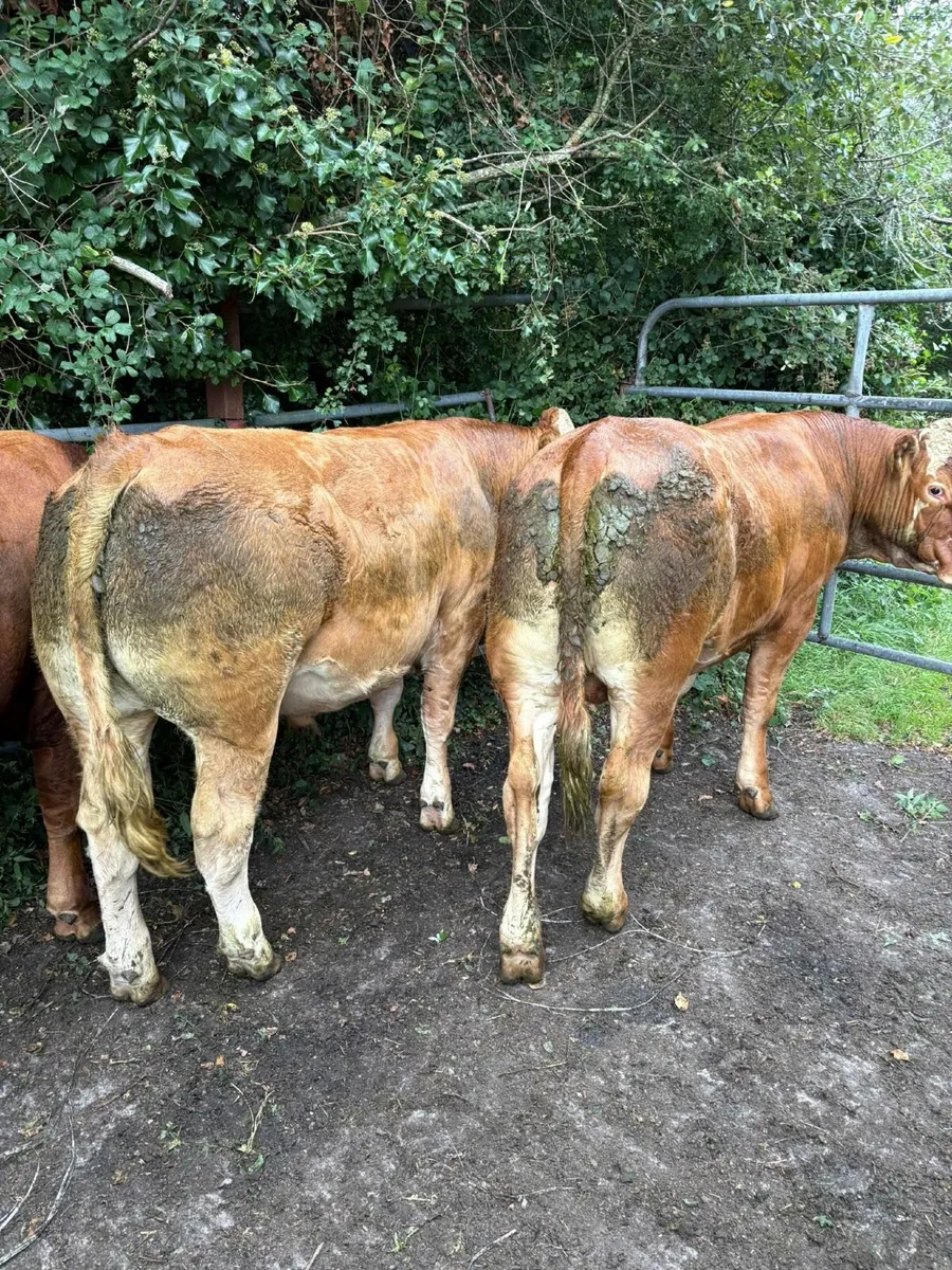 Bullocks - Image 2