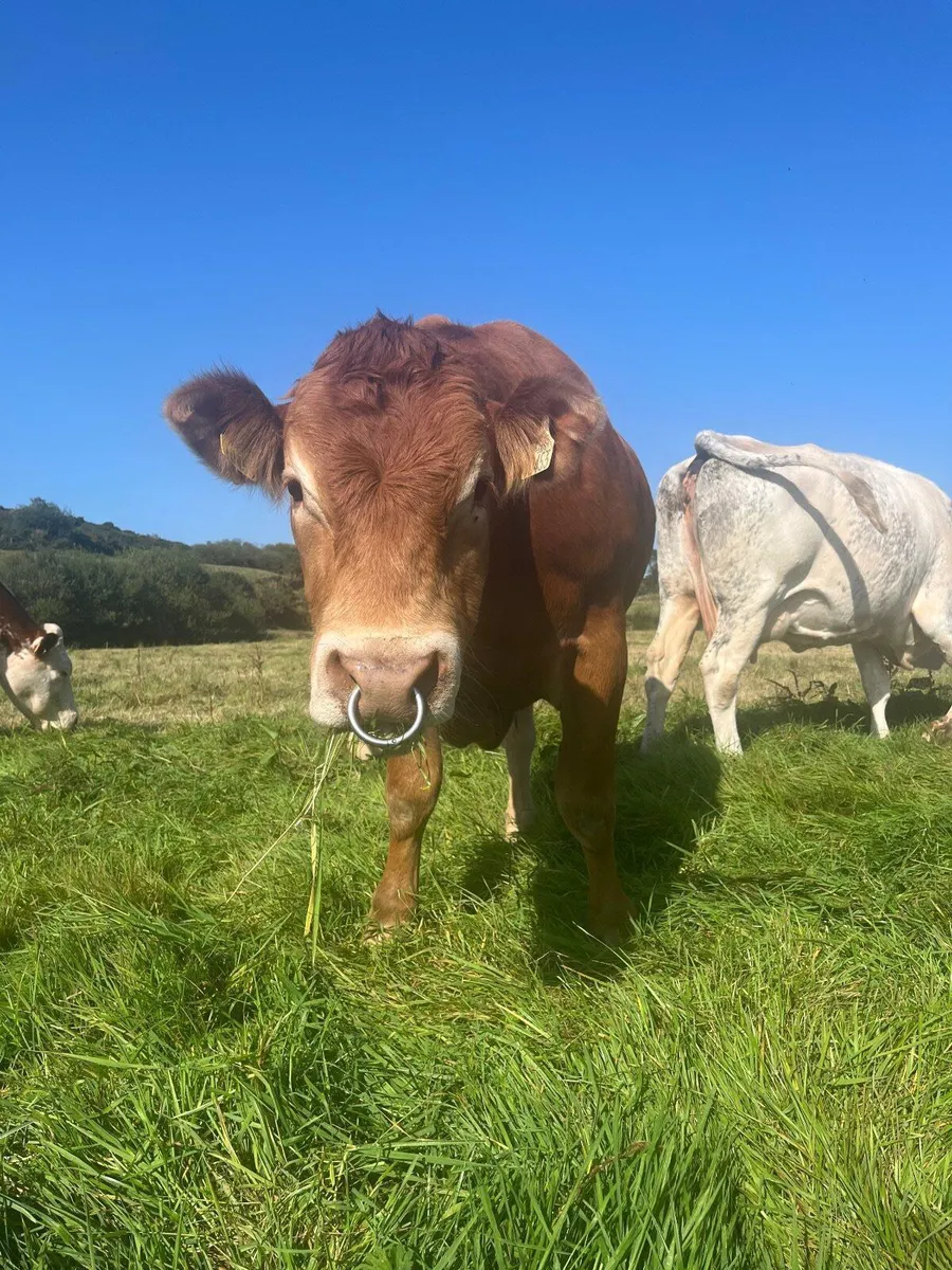5* PBR Limousin Breeding Bull - Image 2