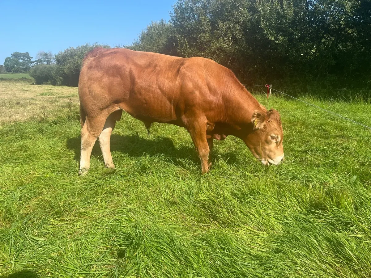 5* PBR Limousin Breeding Bull - Image 1