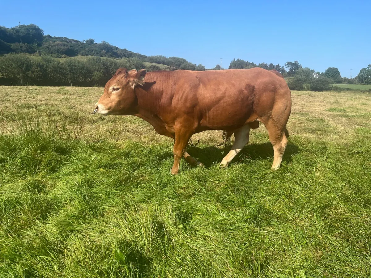 5* PBR Limousin Breeding Bull - Image 3