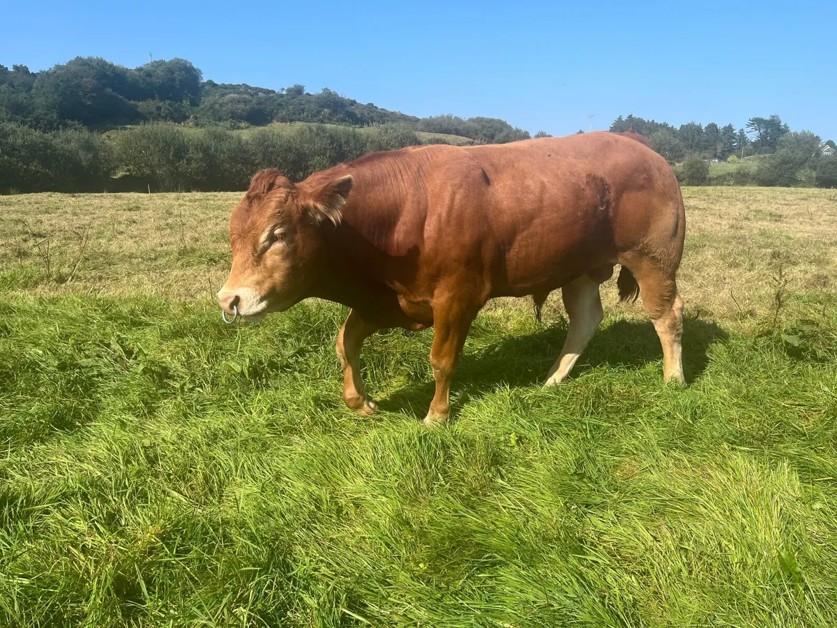 5* PBR Limousin Breeding Bull - Image 4