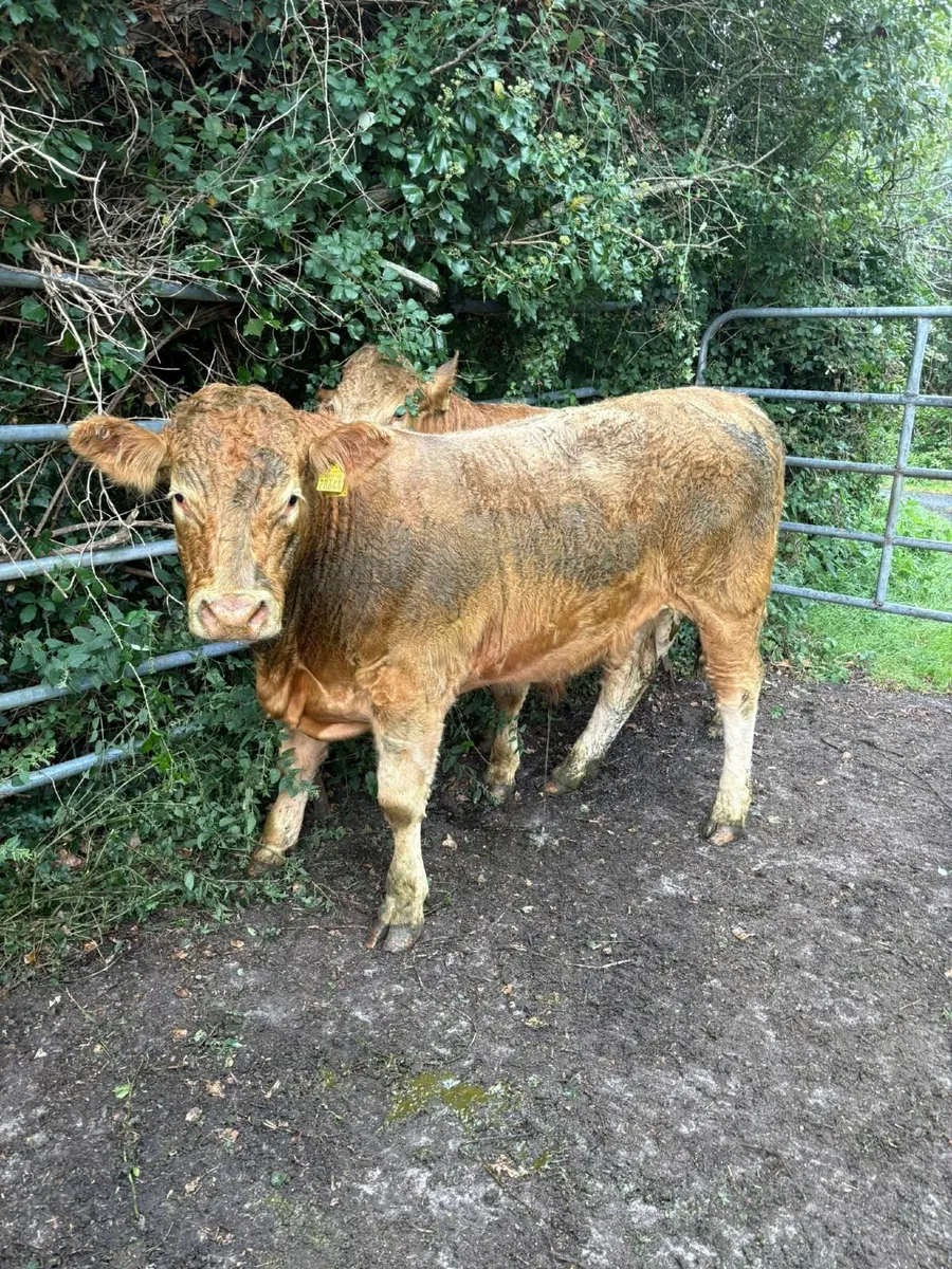 Bullocks - Image 3