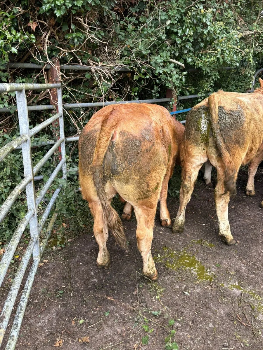 Bullocks - Image 4