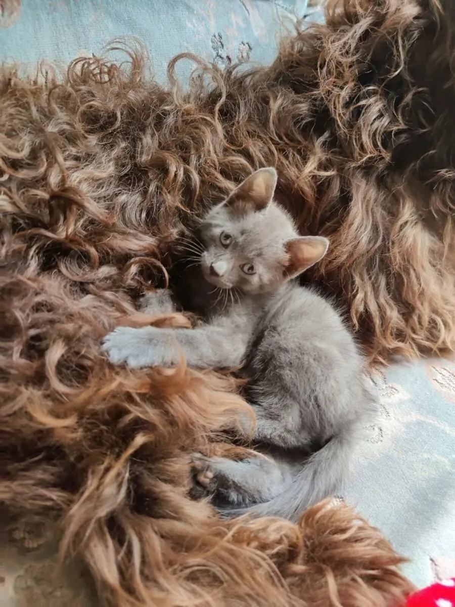 Kittens - Image 2