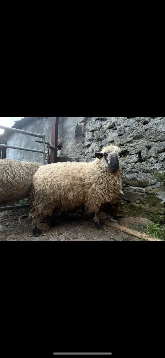 PBR Hampshire down ram - Image 2