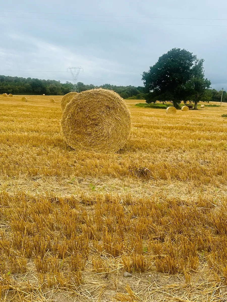 Barley Straw round bales - Image 1