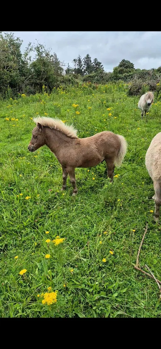Miniature colt Foal - Image 1