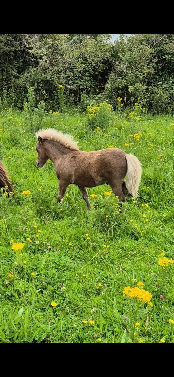 Miniature colt Foal - Image 2