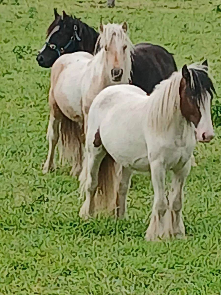 Heavy filly 15 months old.....10hh.. - Image 3