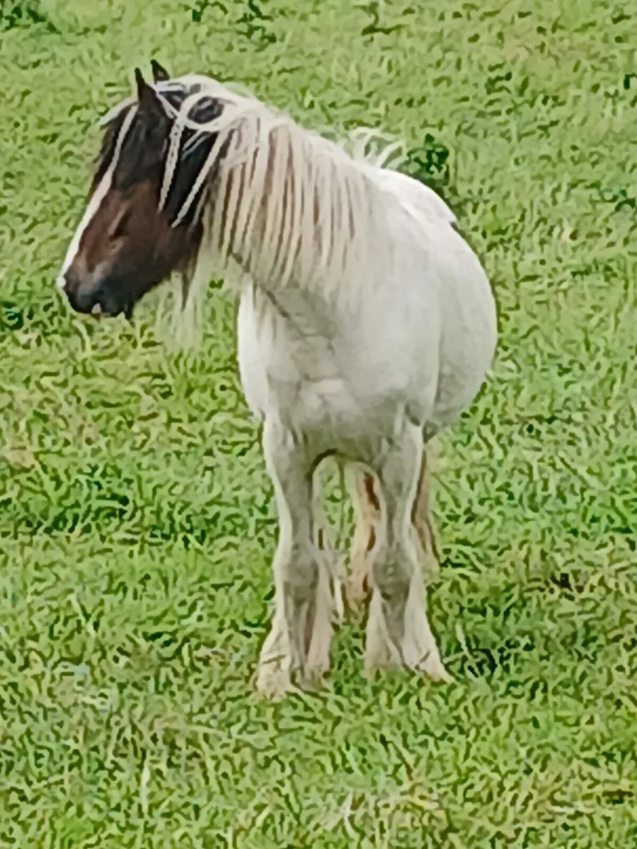 Heavy filly 15 months old.....10hh.. - Image 2