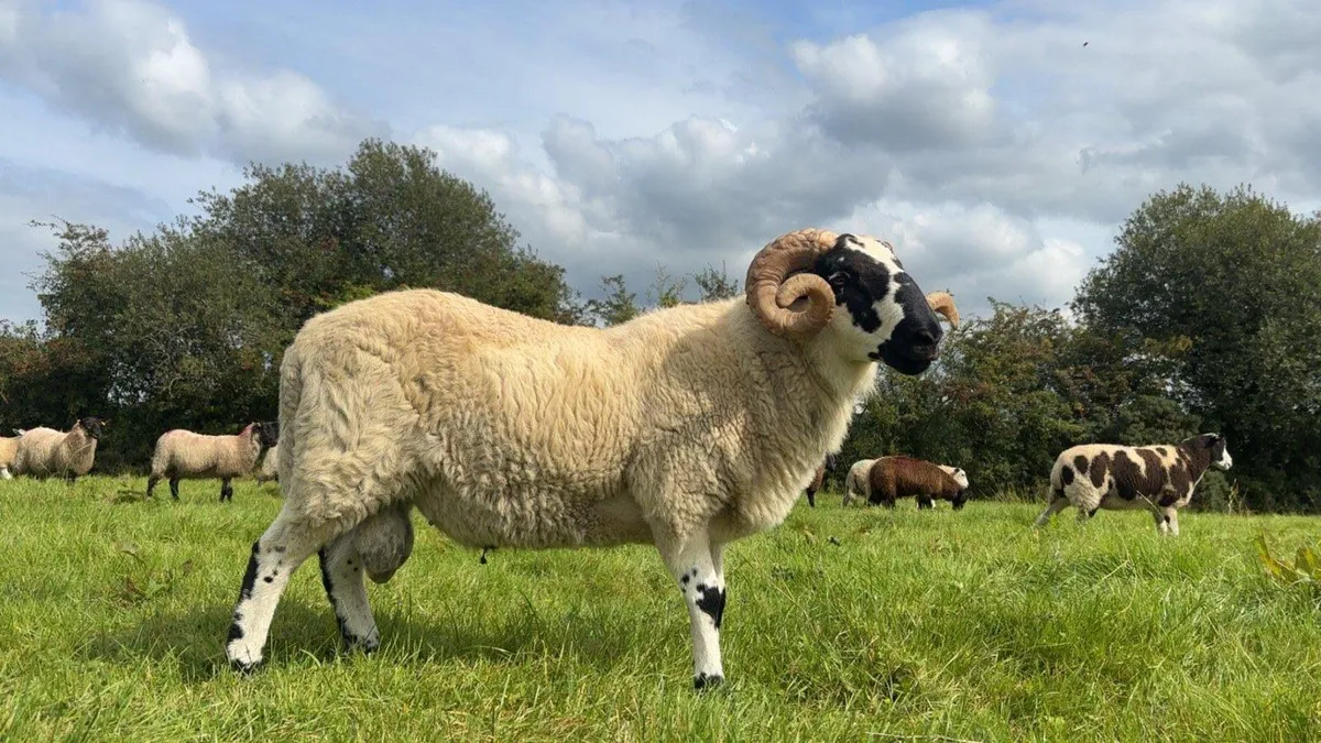 Scotch ram - Image 1