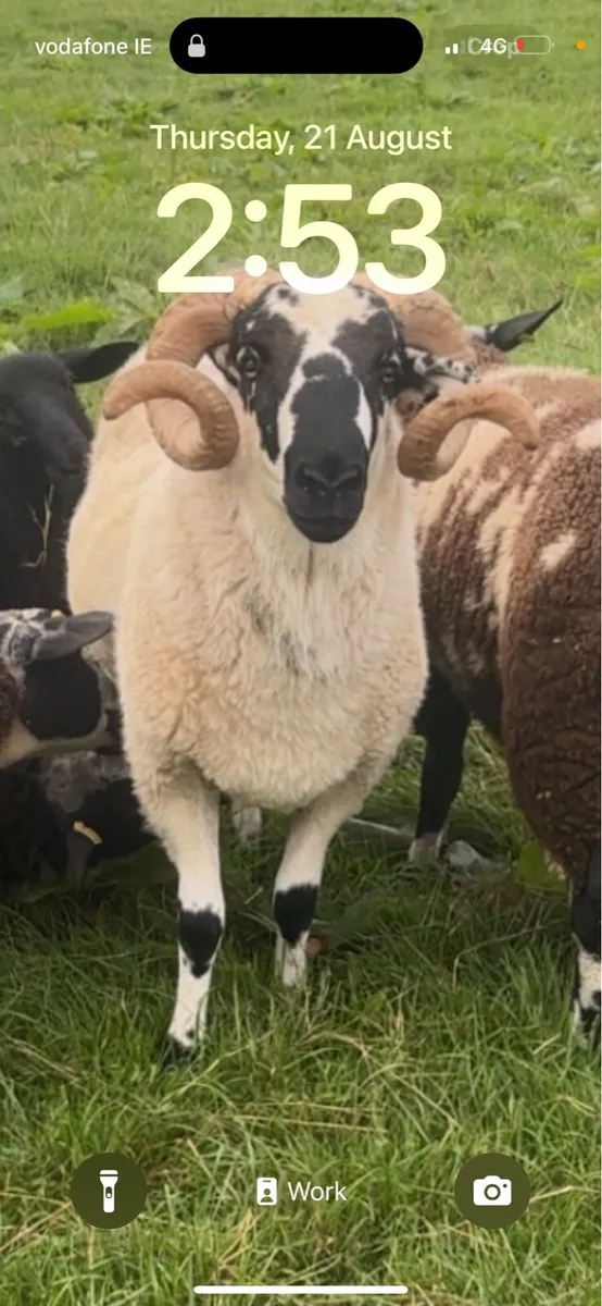 Scotch ram - Image 2