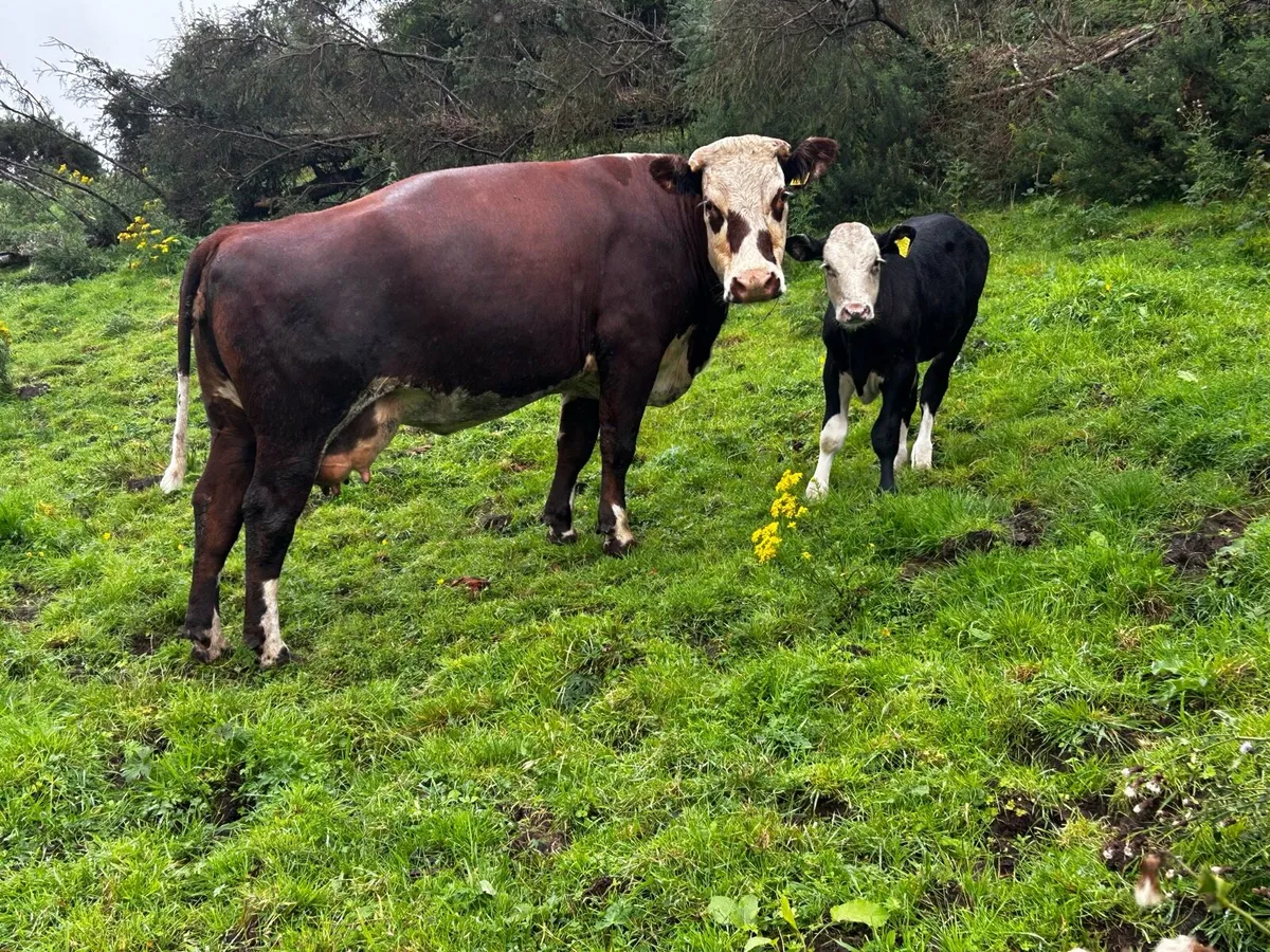 Hereford Cow and Bull Calf At Foot - Image 1