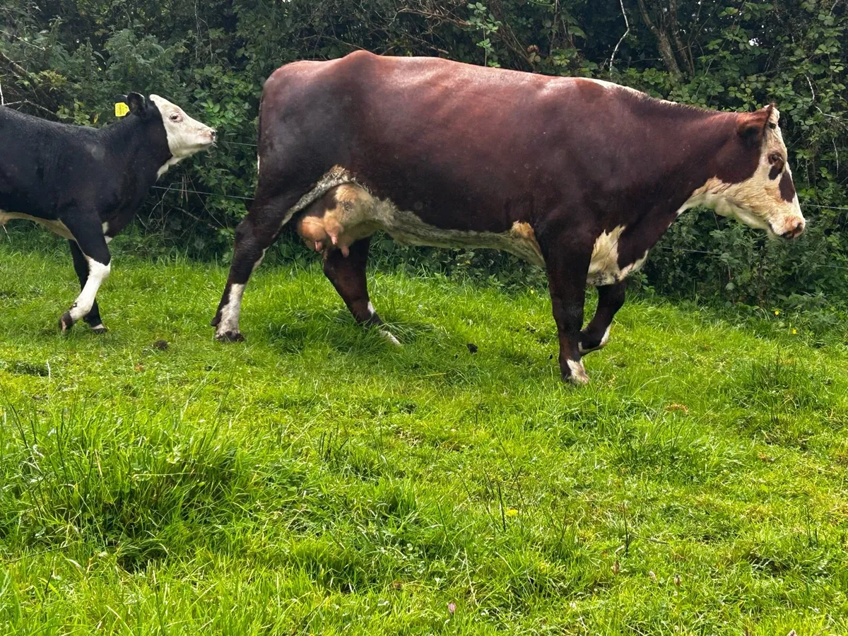 Hereford Cow and Bull Calf At Foot - Image 2