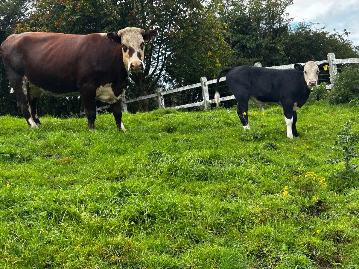 Hereford Cow and Bull Calf At Foot - Image 3
