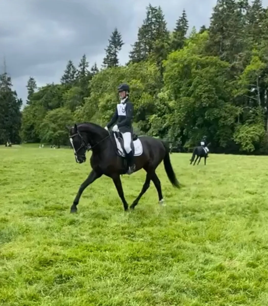 8 year old Jumping mare for sale - Image 1