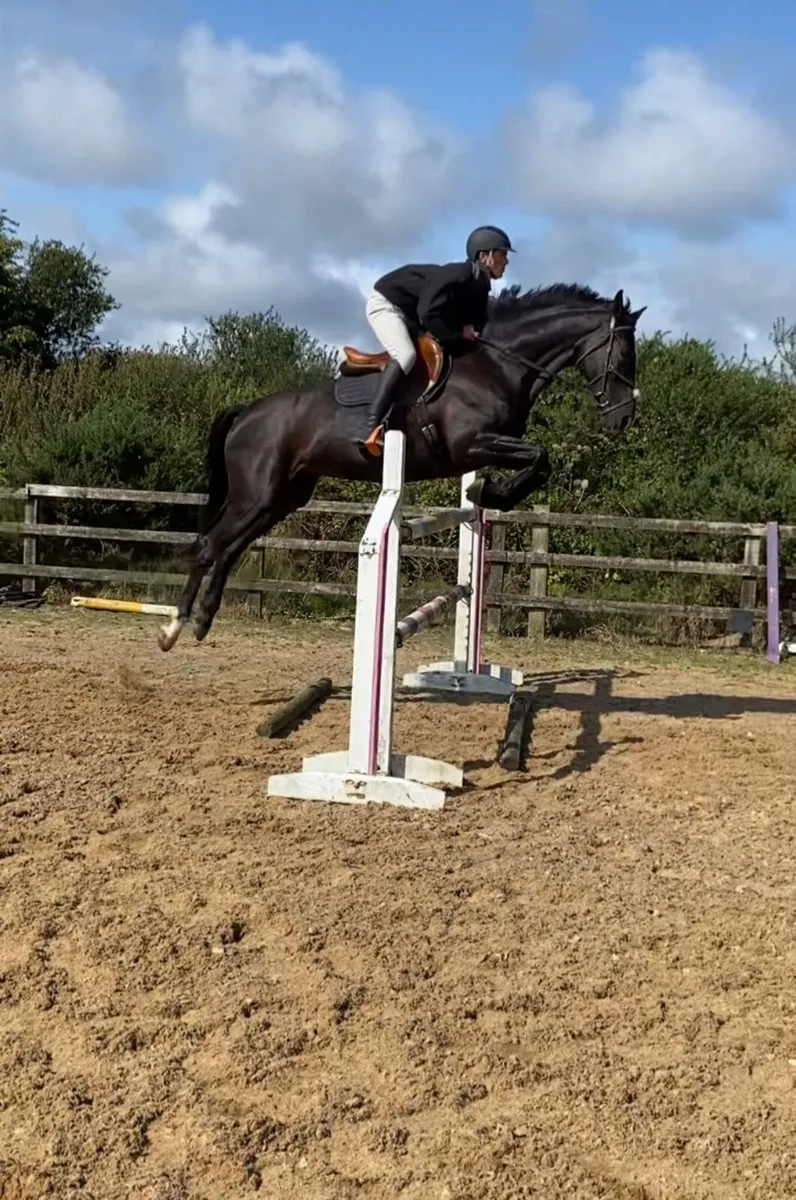 8 year old Jumping mare for sale - Image 2