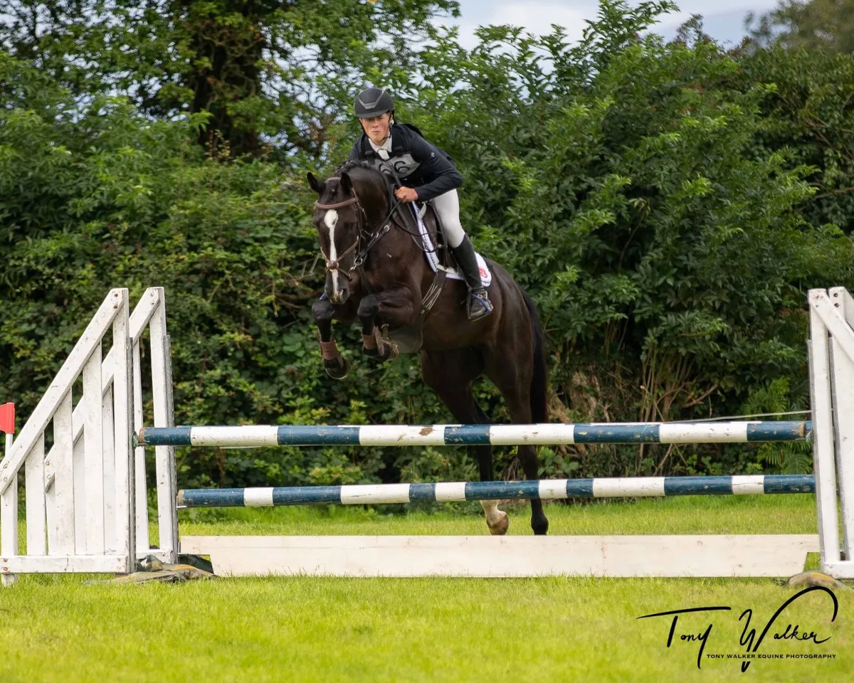 8 year old Jumping mare for sale - Image 3