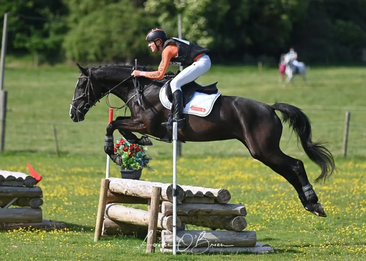 8 year old Jumping mare for sale - Image 4