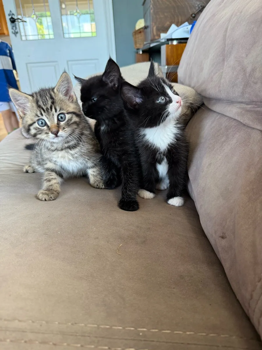 Long hair Kittens. “Toilet trained” - Image 2