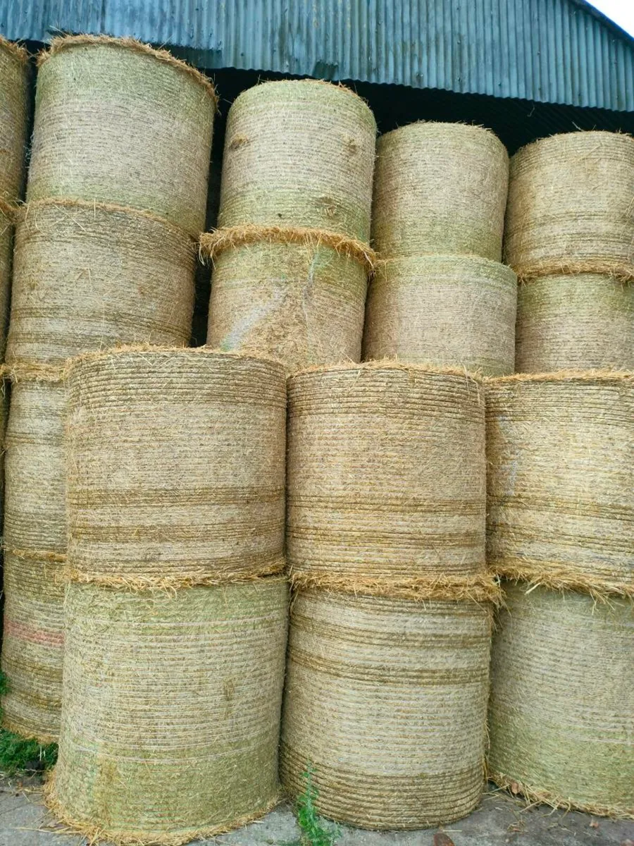 Barley straw