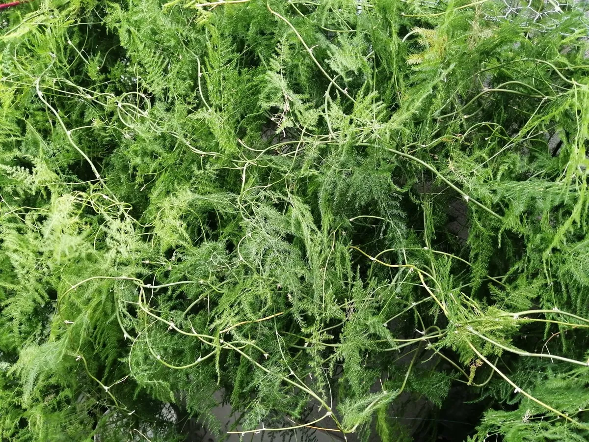 Indoor asparagus fern plant, 10years old. - Image 1