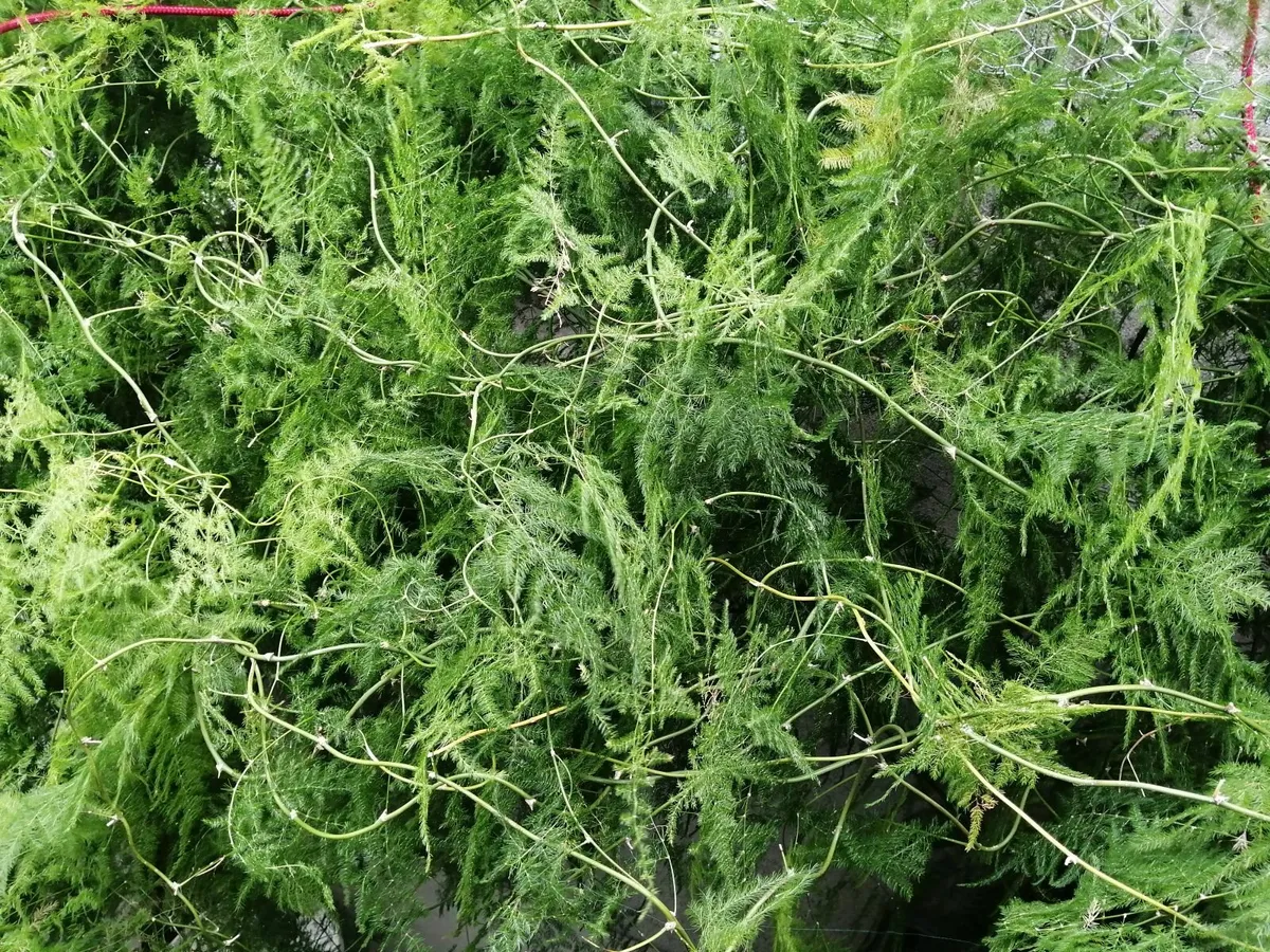 Indoor asparagus fern plant, 10years old. - Image 2