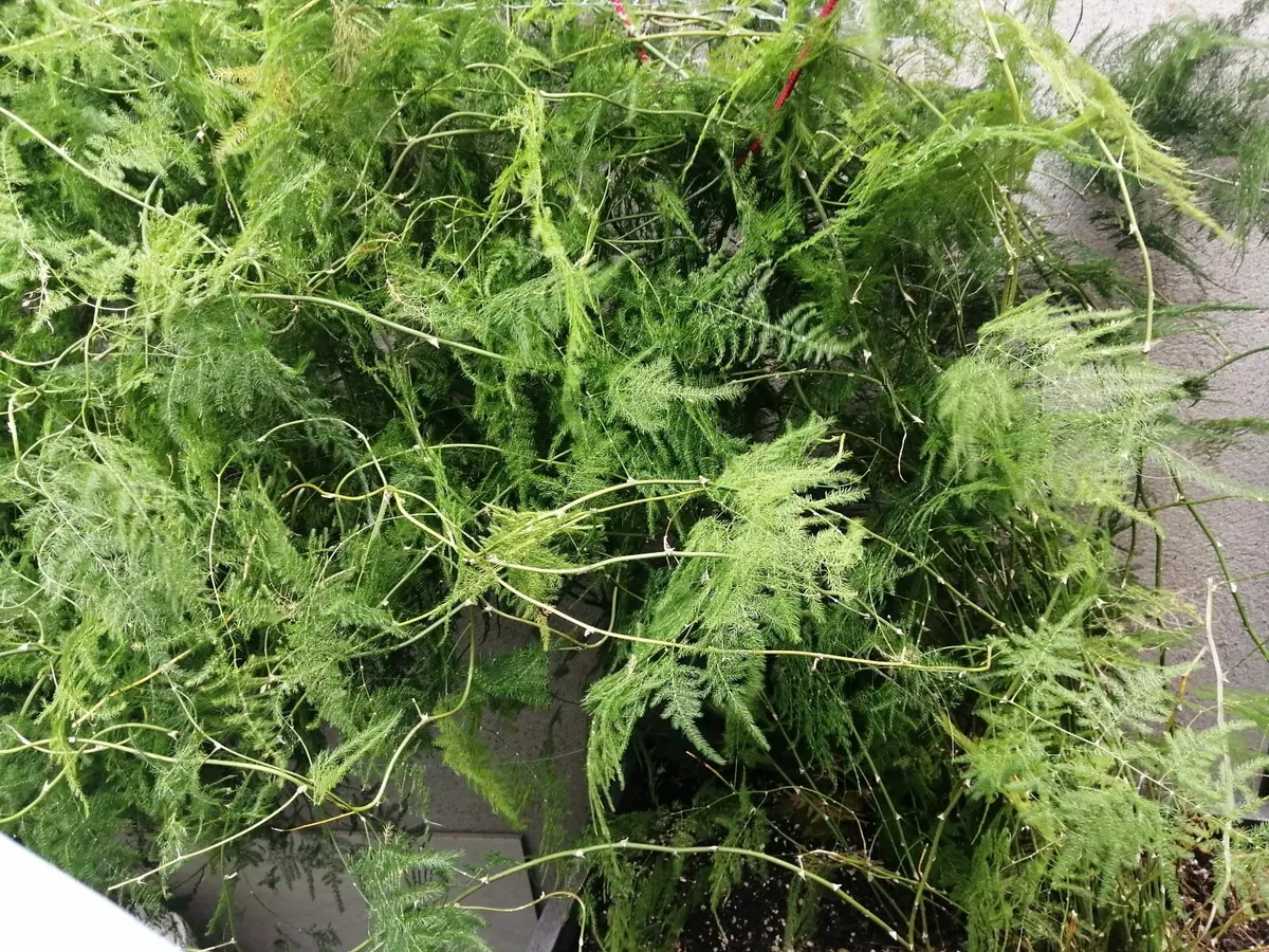 Indoor asparagus fern plant, 10years old. - Image 3