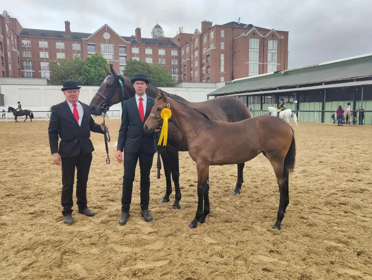 Show Filly foal - Image 2