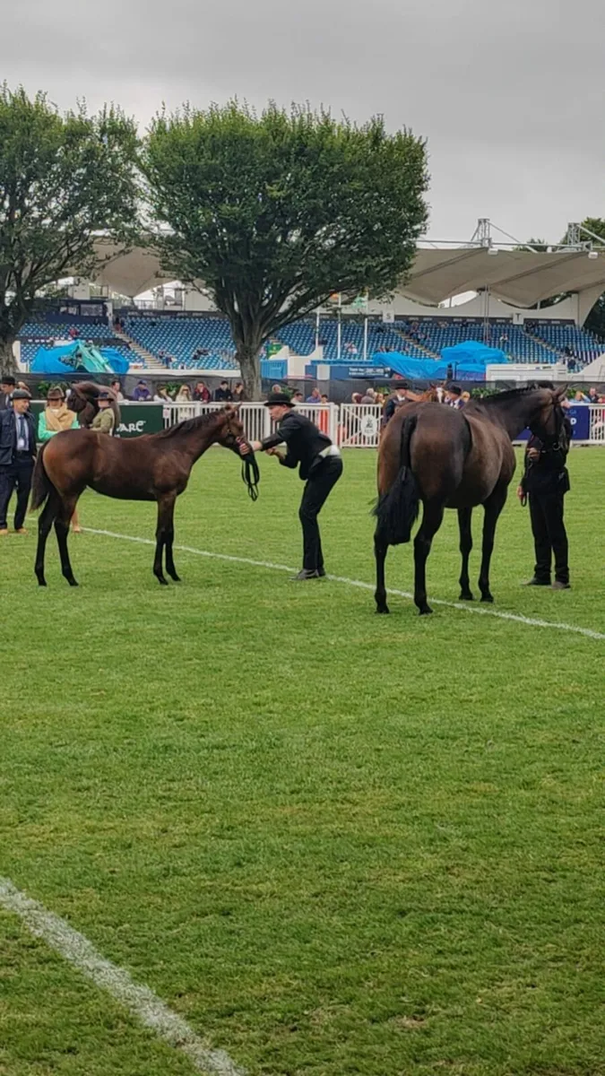 Show Filly foal - Image 3