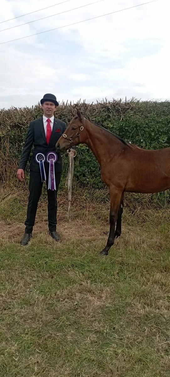 Show Filly foal - Image 4