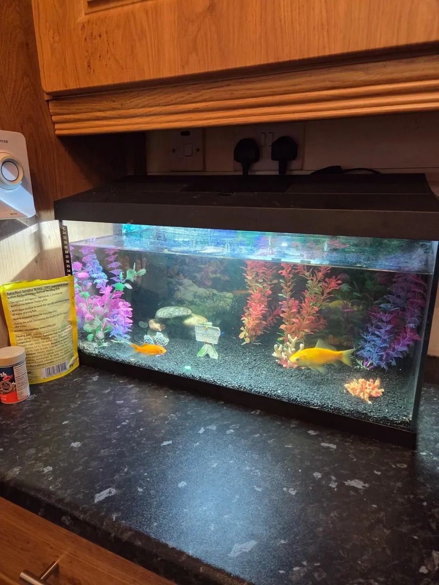 Fish tank - Image 2