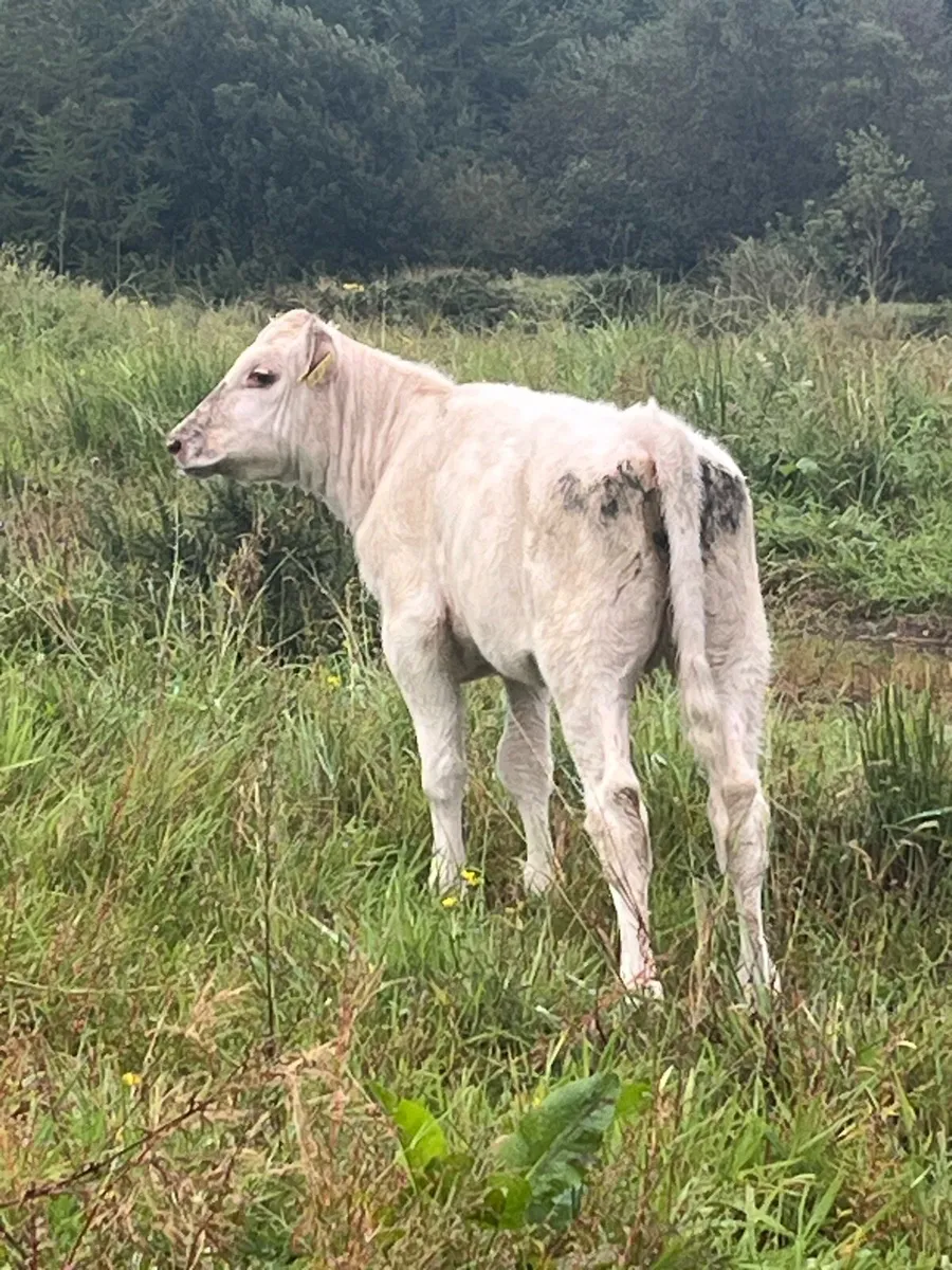 Suckler bred Weanlings - Image 4