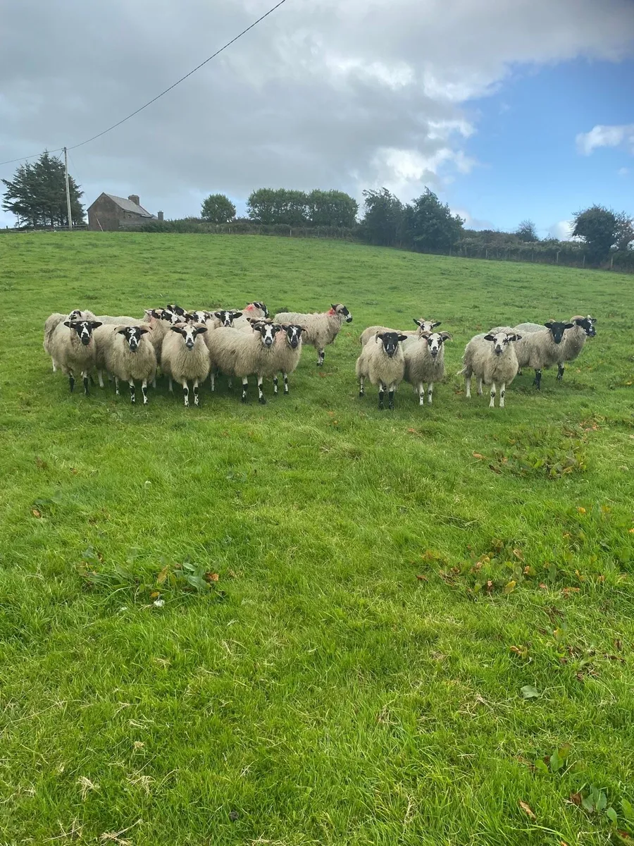 22 mule ram lambs - Image 1