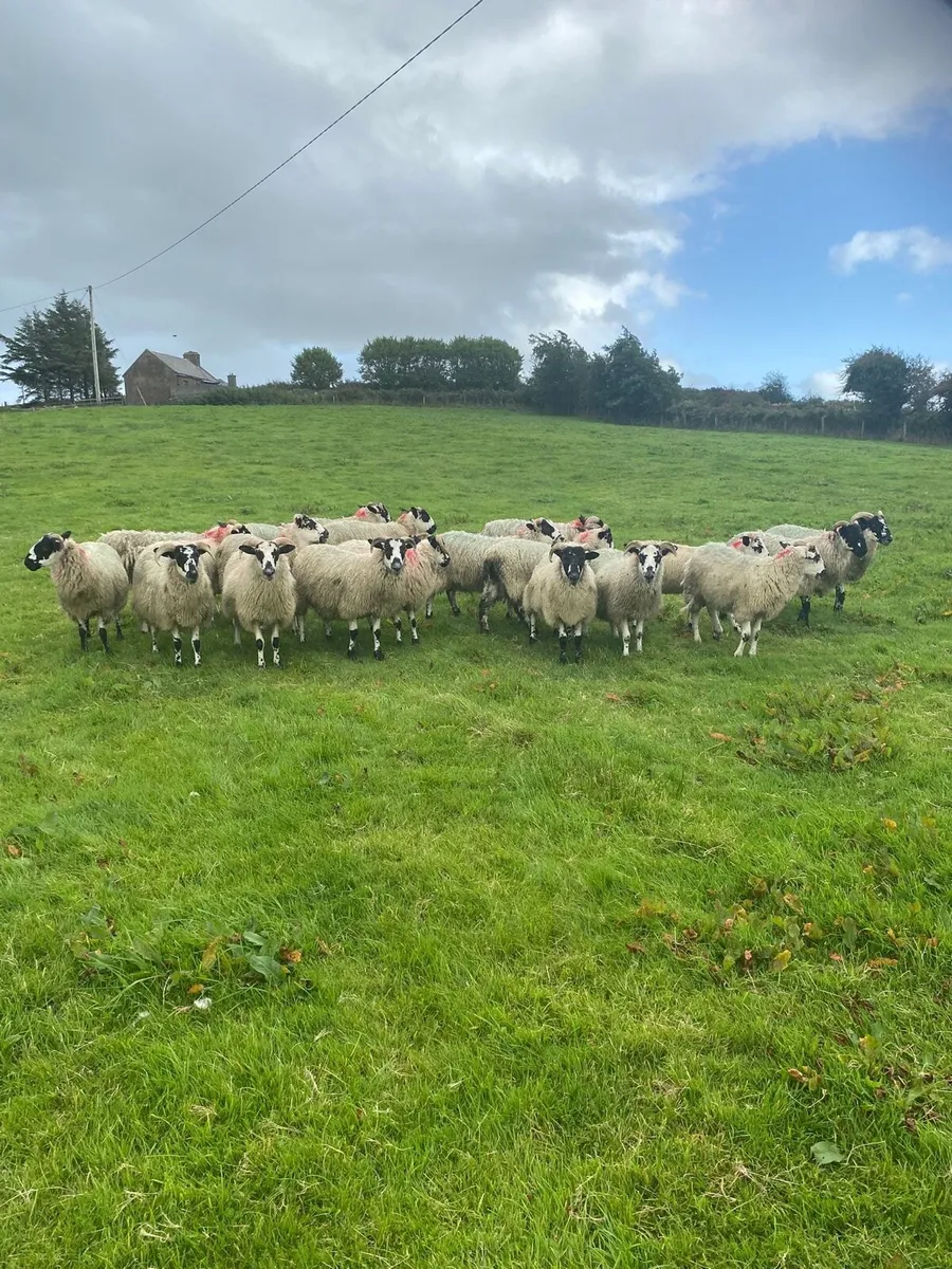 22 mule ram lambs - Image 2