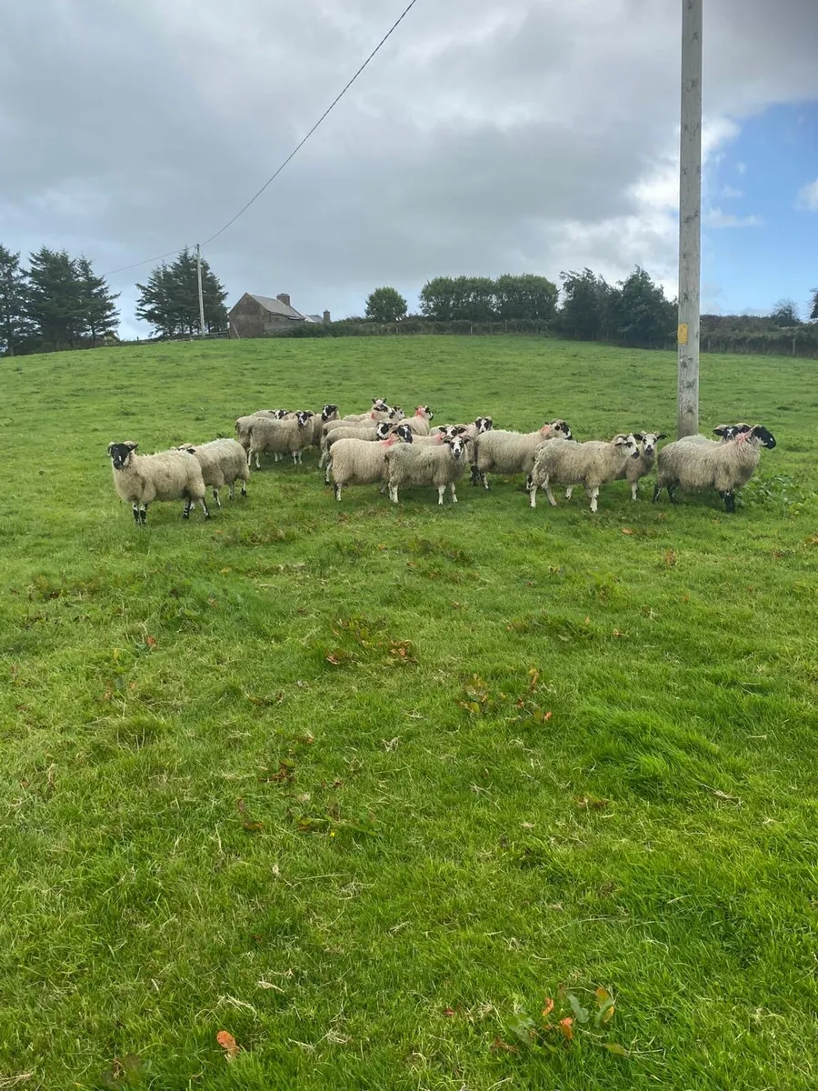 22 mule ram lambs - Image 3