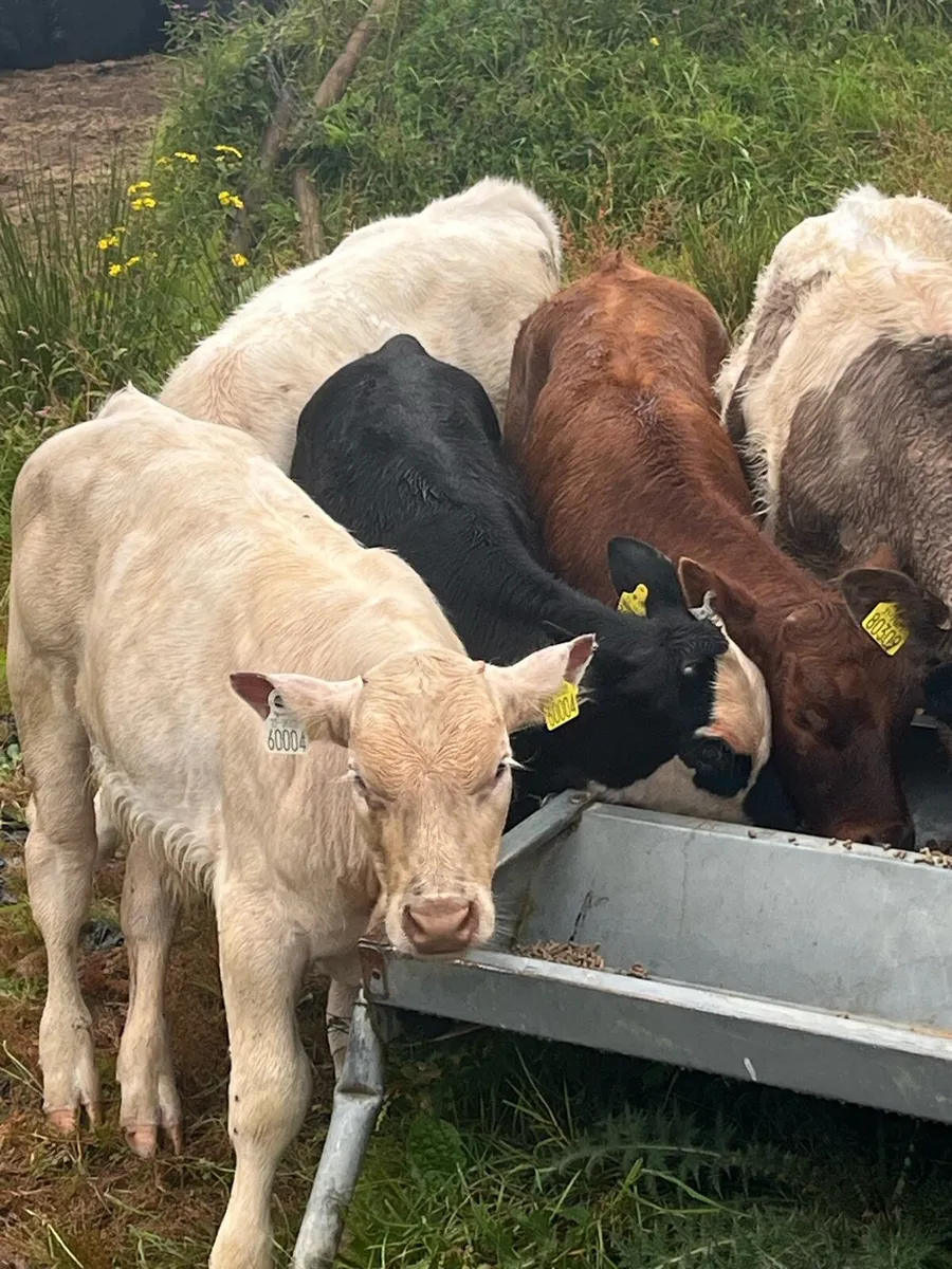 Suckler bred Weanlings - Image 1