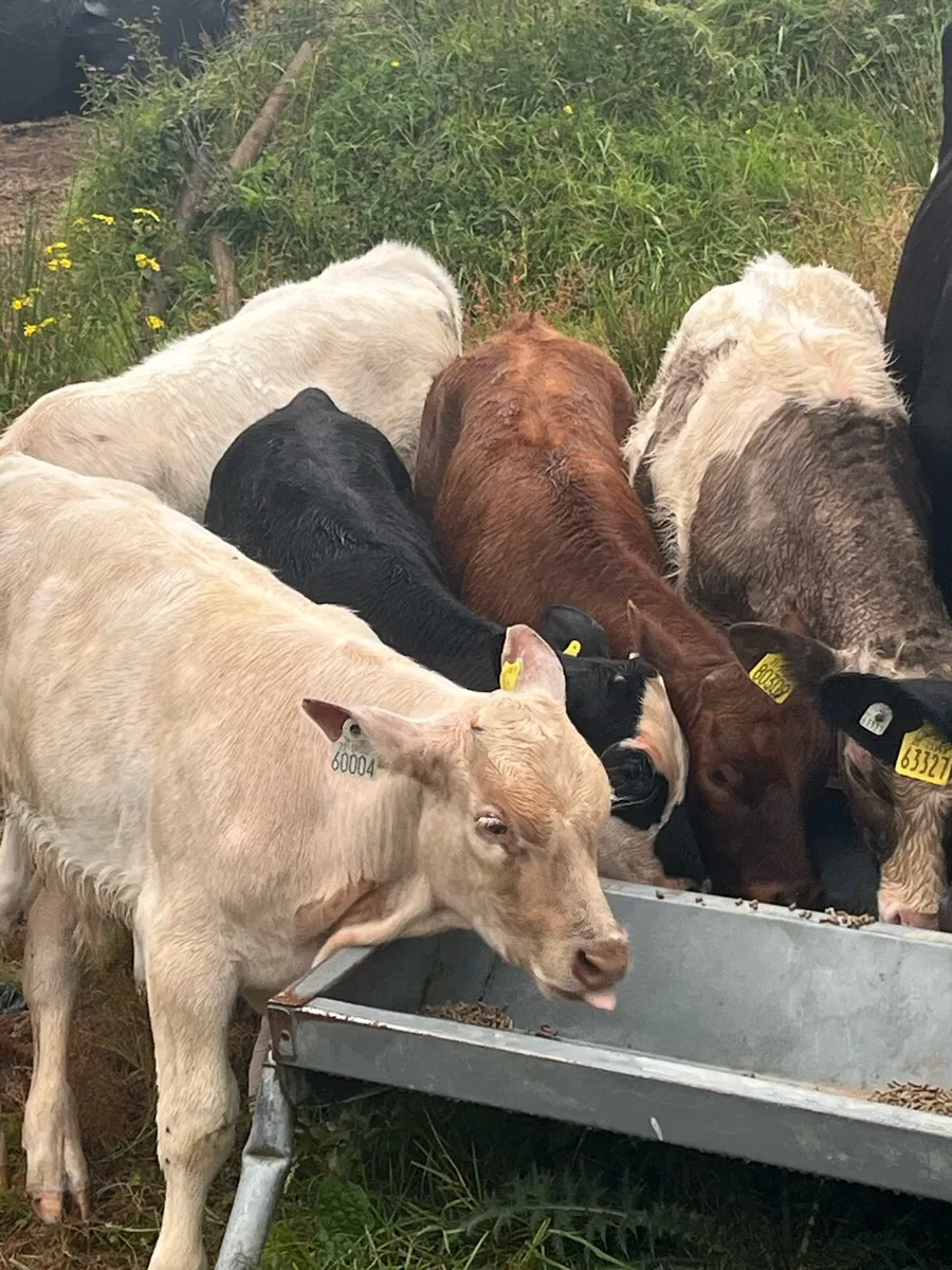 Suckler bred Weanlings - Image 2