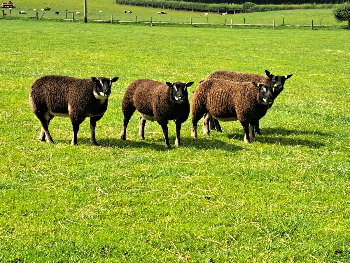 Dassenkop Ewe Lambs - Image 2