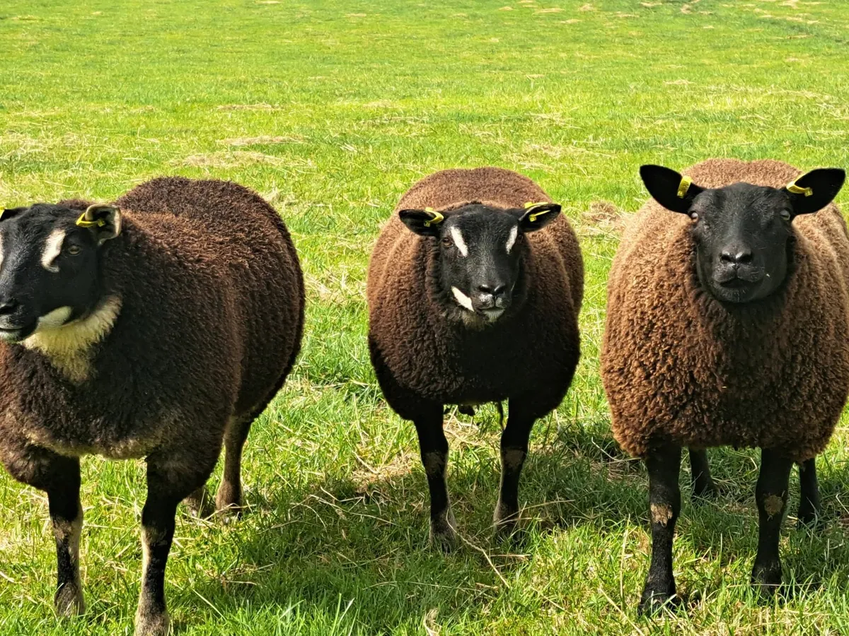 Dassenkop Ewe Lambs - Image 4