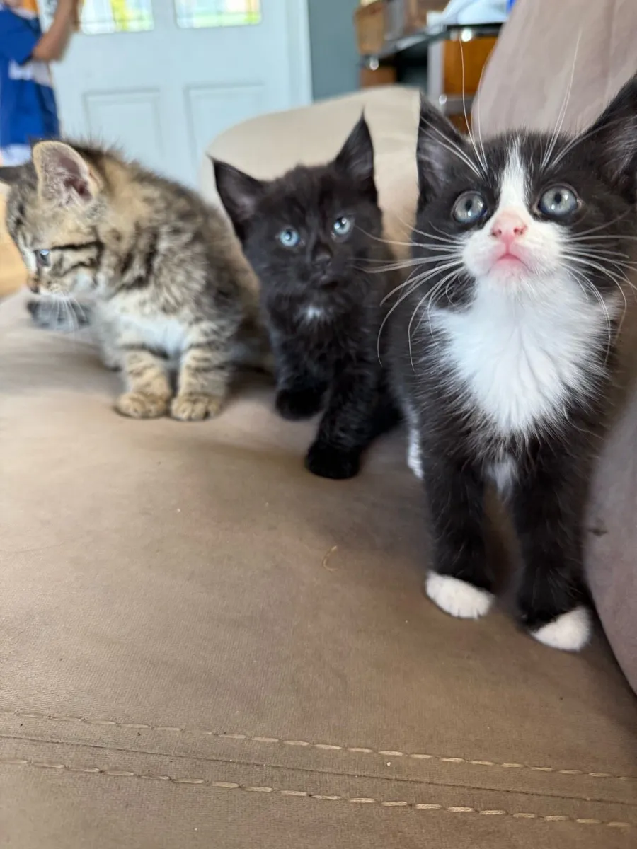 Long hair Kittens. “Toilet trained” - Image 1